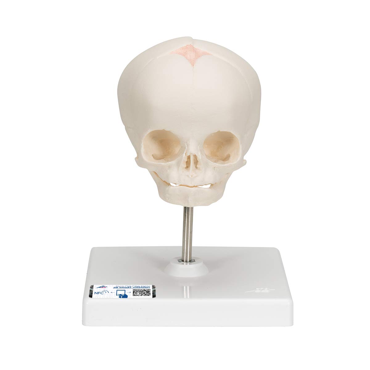 3B Scientific A26 Foetal Skull Model, Natural Cast, 30th Week Of Pregnancy, On Stand + free Anatomy App - 3B Smart Anatomy