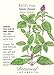 Thai Siam Queen Basil Seeds - 200 mg - Heirloom