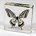 REALBUG Asian Swallowtail Butterfly Paperweight(3x3x1)