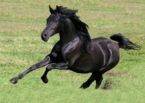 Galloping Arabian Horse - Close Up and Personal - 3D Postcard Greeting Card