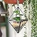 NCYP Mini Clear Glass Octahedron Shape Diamond Geometric Air Plant Terrarium Wall Hanging Pot Planter Vase Side Length 3x3.5inches (5.9 inches with Loop), No Plants Included