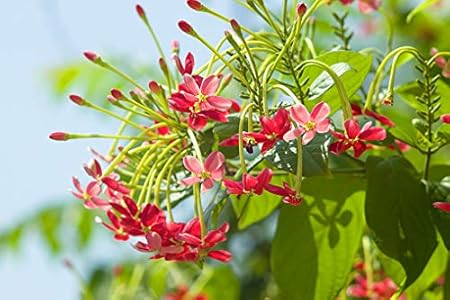 SelpLine | Madhumalati/Madhulata/Madhabilata/Honeysuckle/Rangoon Creeper Live Plant (Flower Plant)