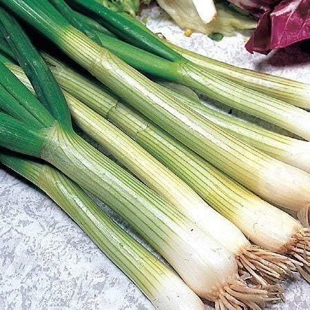 Seekay Cebolla Blanca de Lisboa - Allium Cepa Aprox 1000 Semillas ...