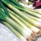 Seekay Rábano Francés Desayuno Aprox 4000 Semillas - Vegetal ...