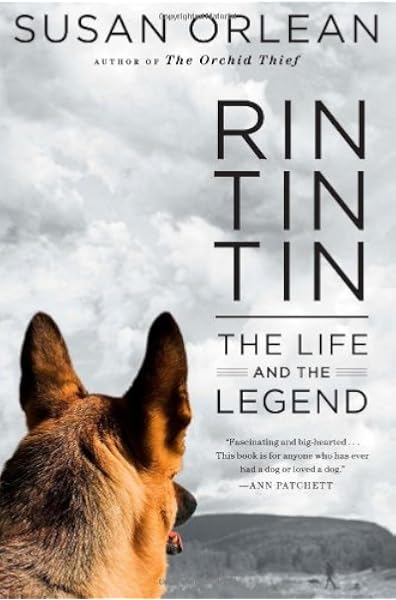 tin tin dog breed name