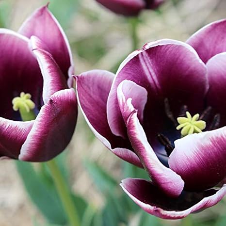 Amazon Co Jp 発芽seeds チューリップアラビアミステリー 10個の大きな球根 ホーム キッチン Amazon Co Jp 発芽seeds チューリップアラビアミステリー 10個の大きな球根 ホーム キッチン