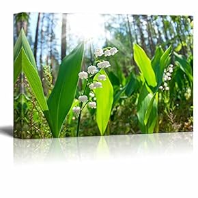Canvas Prints Wall Art - Blossoming Lilies of The Valley in The Forest in a Sunny Day | Modern Wall Decor/Home Decoration Stretched Gallery Canvas Wrap Giclee Print & Ready to Hang - 12" x 18"