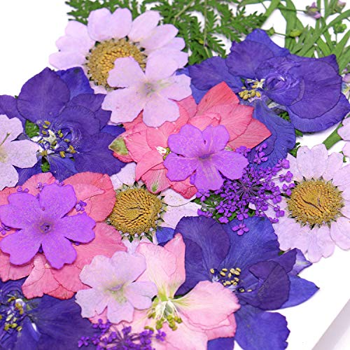 Monrocco Multicolor Real Pressed Dried Flowers DIY Preserved Flower Decorations for Art Craft DIY Resin