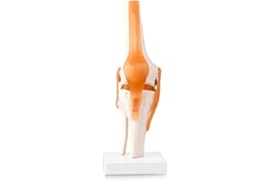 LYOU Human Knee Joint Model with Knee Ligament, Life Size Anatomical Knee Joint Flexible Skeleton Model, Perfect for Medical Learning and Teaching