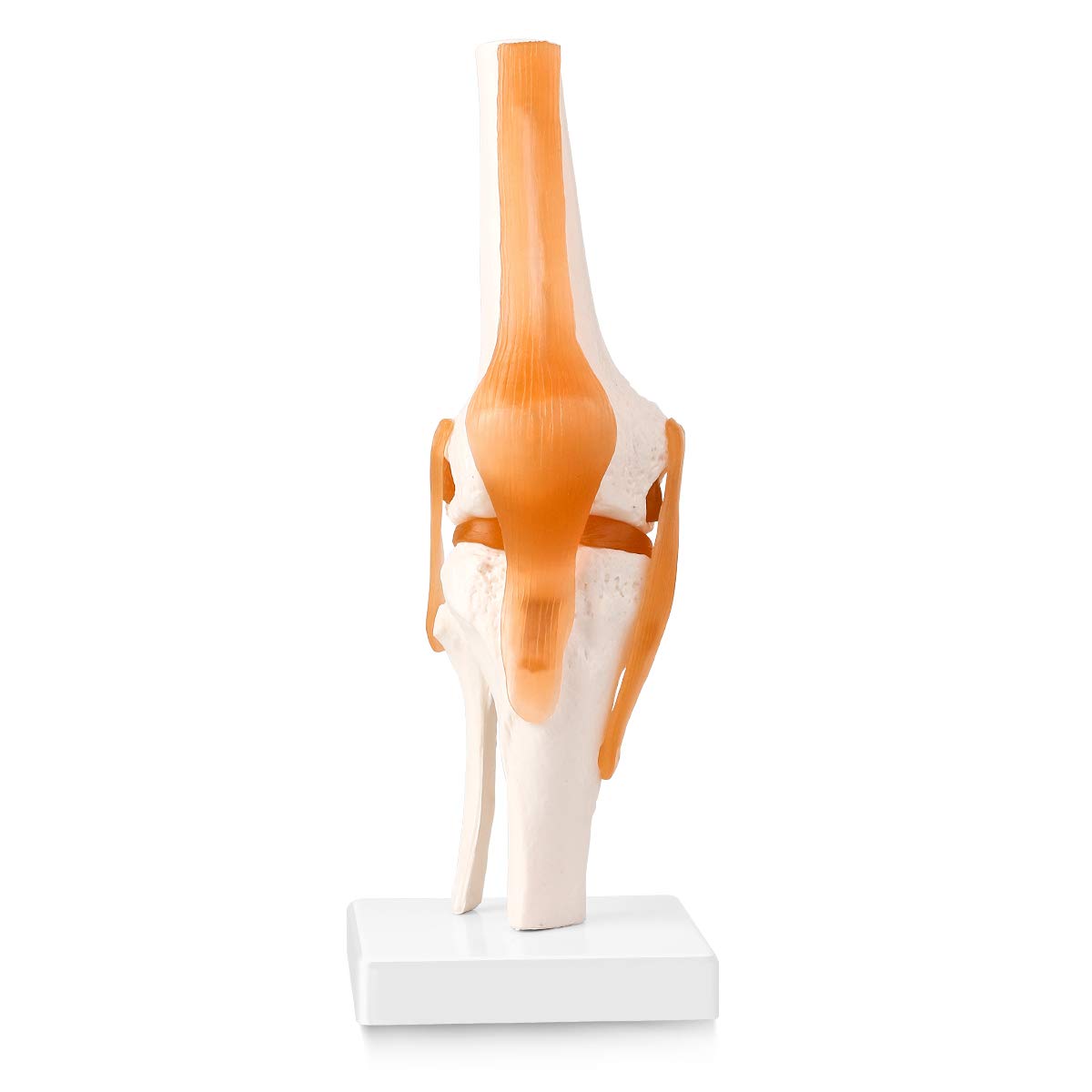 LYOU Human Knee Joint Model with Knee Ligament, Life Size Anatomical Knee Joint Flexible Skeleton Model, Perfect for Medical Learning and Teaching