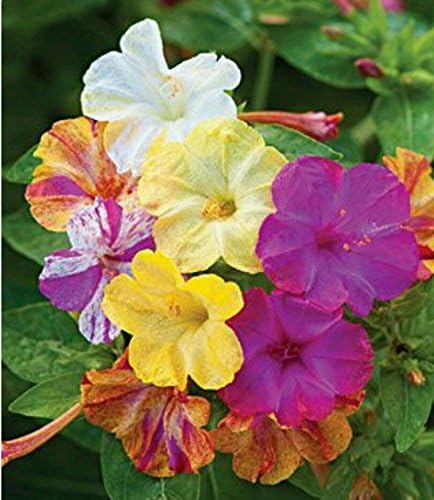 Four O'clock Marvel of Peru-40 Seeds Mulit Colored Mirabilis Jalapa