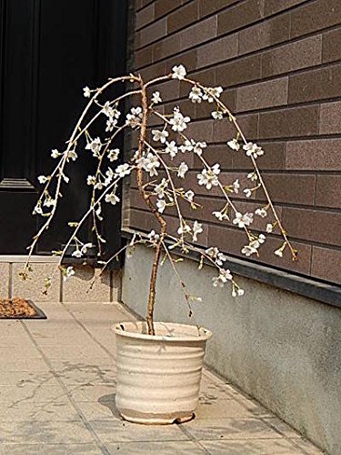 しだれ富士桜盆栽