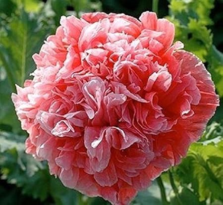 Amazon Com Peony Seeds Salmon Double 300 Seeds Peony Poppy
