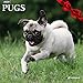 Goldistock 2020 Large Wall Calendar -