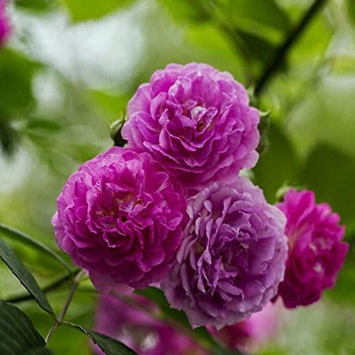 Warm haven 100 Pcs Climbing Rose Seeds Garden Home Balcony Fences Decor Plants Flowers