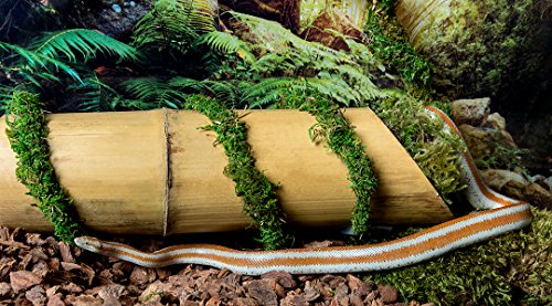 Galapagos (05340) Bamboo Humidifier, Natural, 6in Tall (4in D)