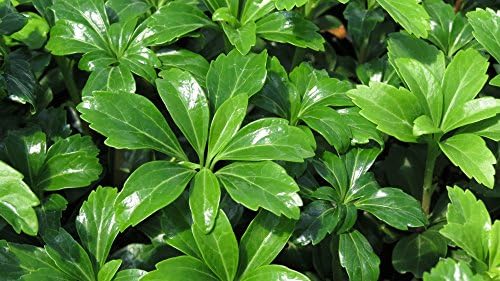 Pachysandra Terminalis 'Green Sheen' Groundcover - 200 Bare Root Plants