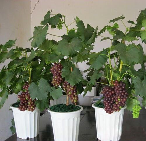 Heirloom Fruit Xinjiang Sweet Black Grape Seeds, Indoor Bonsai Fruit Plant , 15 Seeds/Bag