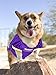 NFL Minnesota Vikings Dog Jersey, Size: X-Large. Best Football Jersey Costume for Dogs & Cats. Licensed Jersey Shirt