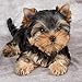 2020 Yorkshire Terrier Puppies Calendar 16 Month 12 x 12 Wall Calendar by Bright Day Calendars (Yorkshire Terrier Puppies 2019)