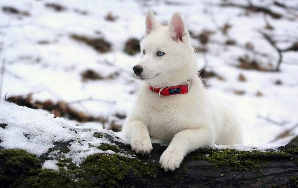 husky puppy collar