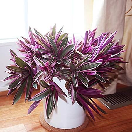 Creative Farmer Garden Live Plant Moses-in-The-Cradle Plants Rhoeo for Indoor (1 Garden Live Plant)