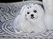 Maltese TOP KNOT KITS - BONES AND BANDS PINKY PINKS - Bone Snaps Hair Clips PLUS SNAG FREE Hair Bands -- BEST HAIR BANDS FOR Top Knots for maltese, yorkies, shih tzus, puppies