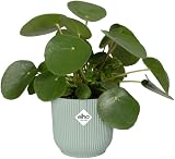 elho Vibes Fold Round Mini 7-100% Recyclable Pot Ø7.0 x H6.5 cm Green view 3
