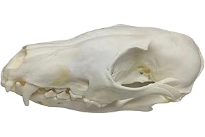 FgriD Taxidermy Real Animals Skulls, Real Bones Specimen, Taxidermy Supplies for Science Education, Christmas Gifts，Special Gift (Fox)