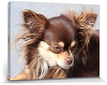 Amazon Com 1art1 Dogs Stretched Canvas Print Brown Long Haired