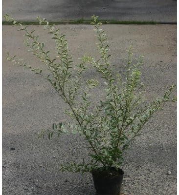 Amazon シルバープリペット5号ポット 植木