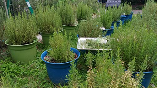 4 Fresh+Rosemary+Sprigs+Branches+Weddings