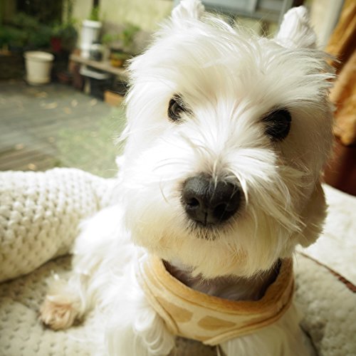Lovely Heart Print Warm Fleece Pet Harness Vest Puppy Harnesses for Small Dogs Cats Kitten ,Small Beige