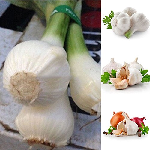 Afco 200 Pcs Herb Garlic Seeds Organically Grown Vegetable Balcony Bonsai Wonderful Gardening Gifts - Thumbnail 5