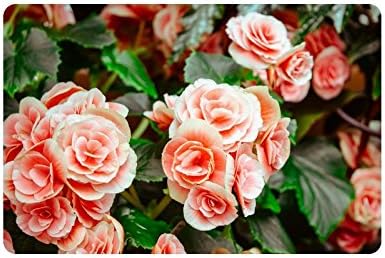 Special Design Custom crabapple flowers Personalized Non-Slip Machine Washable Bathroom Indoor/Outdoor Doormat 23.6 by 15.7 Inch