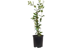 PLANTS BY MAIL Star Jasmine 'Large Leaf' (2.5 Quart) Aromatic White Blooming Evergreen Vine - Full Sun Live Outdoor Plant