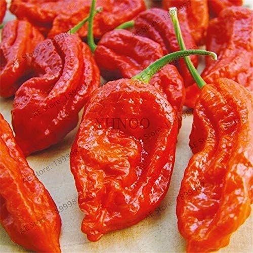 Bra Hot - 200 Pcs Mixed Yellow Puple Red Green White Mix Sweet Bell Hot Pepper Bonsai Vegetables Paprika, Plant for Home Garden(Seed) - by Abuldahi