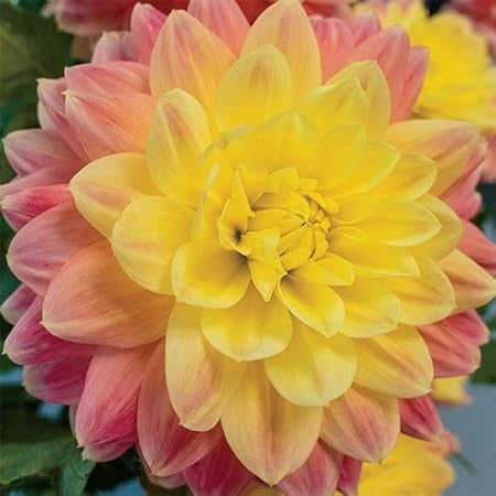 FERNSFLY Flower Bulbs IMP. Dahlia | Dhalia | Dahalia Perennial Flower Bulbs Excellent Quality Attractive Aromatic Flower Home Outdoor Gardening Flowering Bulbs (Pack Of 7 The October Sky)