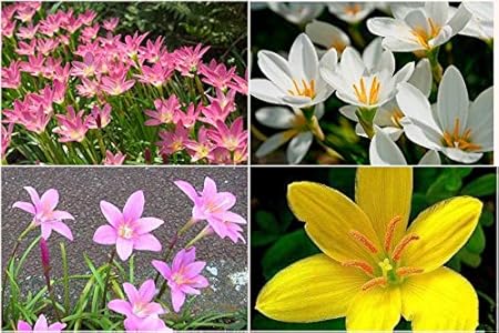 FernsFly IMP. Rain Lily | Zephyranthes Lily | Magic lily Flower Bulbs Home Indoor Outdoor Flowering Gardening Bulbs Blooming planting (Pack of 20 The Multi Mix )