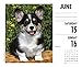 Just Corgis 2019 Box Calendar (Dog Breed Calendar)