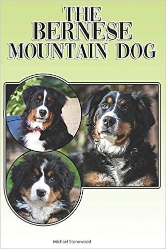 amazon bernese mountain dog