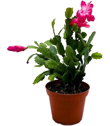 Amazon.com : DH7 Enterprise Red/Pink/White Christmas Cactus