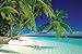 Maldives Polynesian Tropical Palm Trees Beach Poster Photography Clear Blue Water Ocean Sand Photo Cool Wall Decor Art Print Poster 36x24