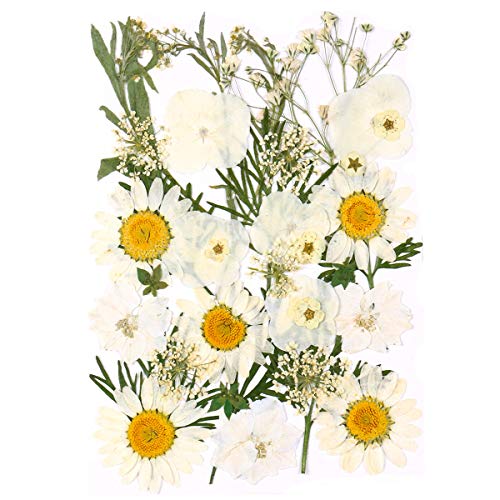 image for Aunifun Real Dried Pressed Flowers Assorted Colorful Daisies for Art C