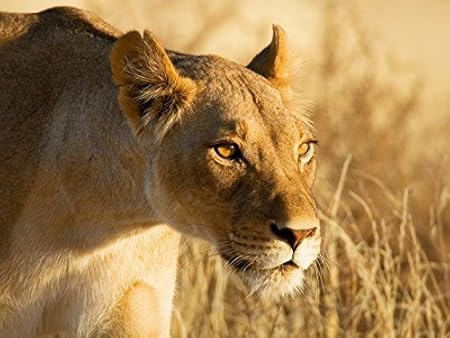 Shadenov Art Soie Tissu Chiffon Roule Murale Poster Lion Lionne Herbe Chasse Dimensions 40 6 X 30 5 Cm Amazon Fr Cuisine Maison