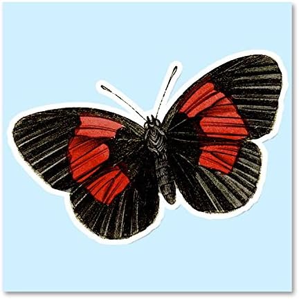 Pictures Of Black And Red Moth