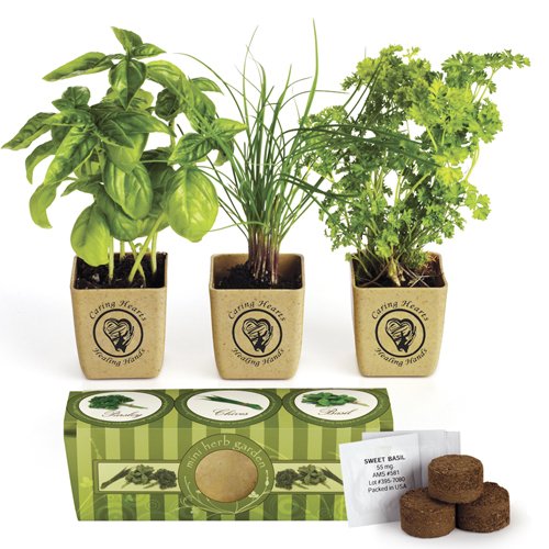 UPC 604310760854, Organic Three Herb Garden Starter Kit - Sweet Basil, Chives and Parsley Plants