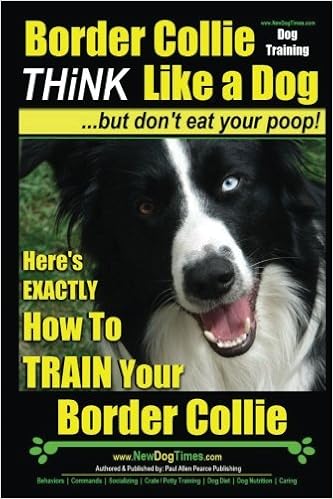 training your border collie