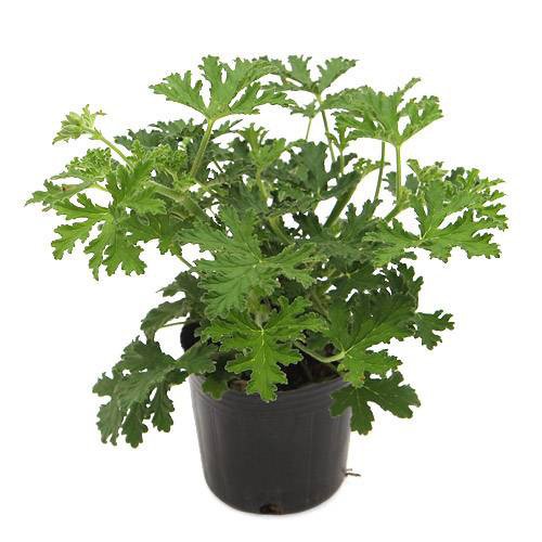 虫除け植物 B071xn5b6k ハーブ苗 家庭菜園 生体 観葉 カレンソウ 蚊連草 3号 お買い得ポットセット Diy工具ガーデン 期間限定