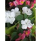 White Wax Begonia seeds - Begonia semperflorens